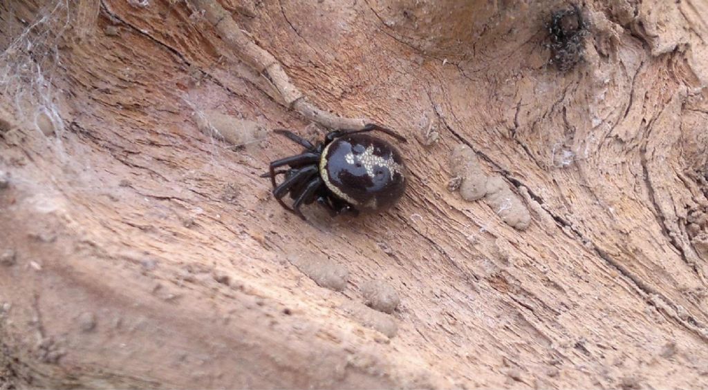 Araneus diadematus -